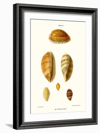 Cowrie Shells-John Mawe-Framed Art Print