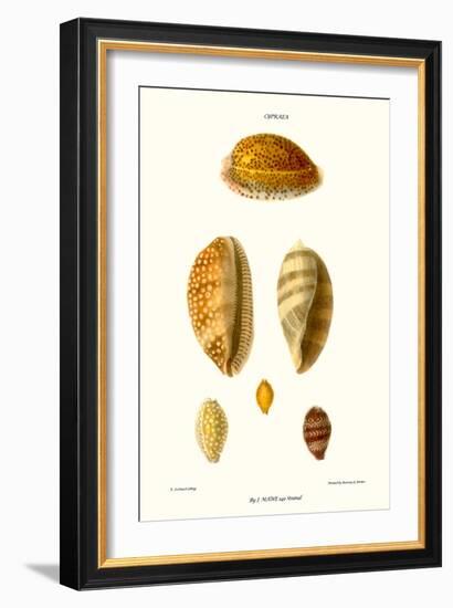 Cowrie Shells-John Mawe-Framed Art Print