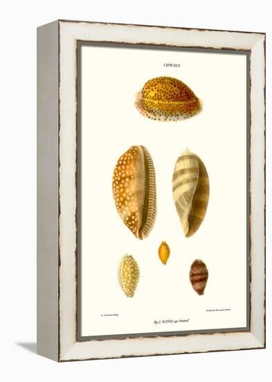 Cowrie Shells-John Mawe-Framed Stretched Canvas