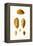 Cowrie Shells-John Mawe-Framed Stretched Canvas
