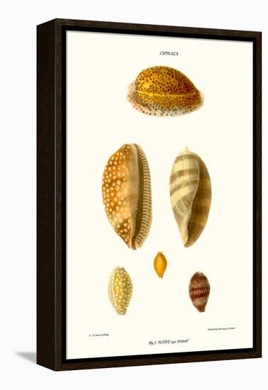 Cowrie Shells-John Mawe-Framed Stretched Canvas