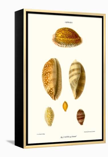 Cowrie Shells-John Mawe-Framed Stretched Canvas