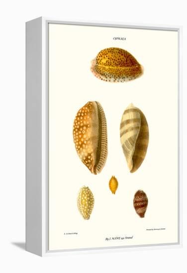 Cowrie Shells-John Mawe-Framed Stretched Canvas