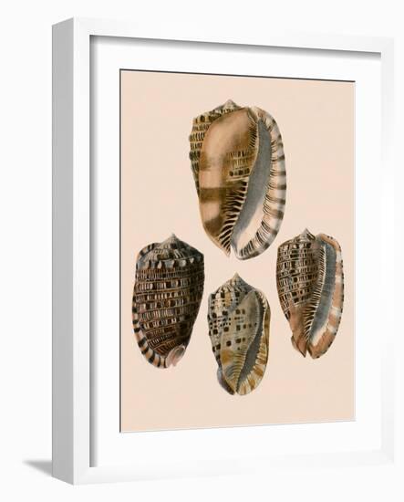 Cowry Helmets-G.b. Sowerby-Framed Giclee Print