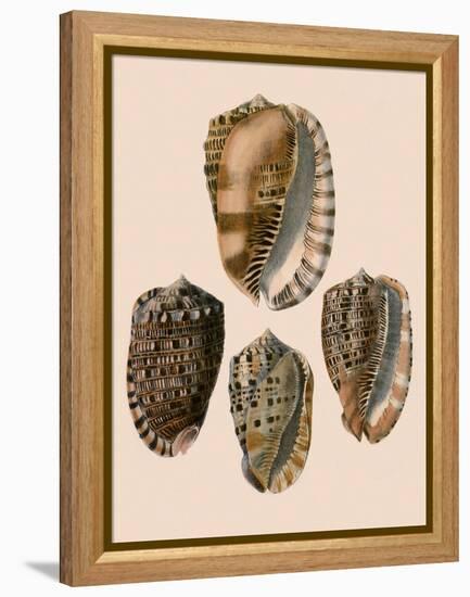 Cowry Helmets-G.b. Sowerby-Framed Premier Image Canvas