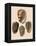 Cowry Helmets-G.b. Sowerby-Framed Premier Image Canvas