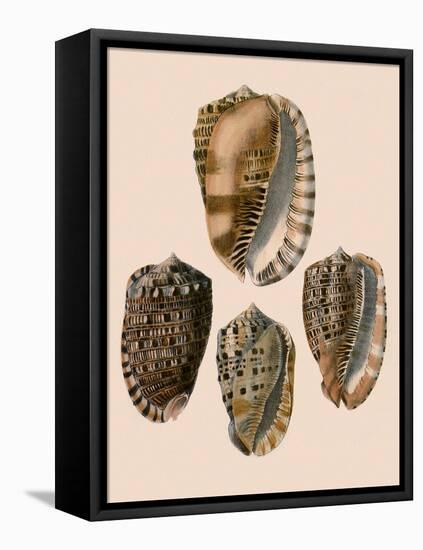 Cowry Helmets-G.b. Sowerby-Framed Premier Image Canvas