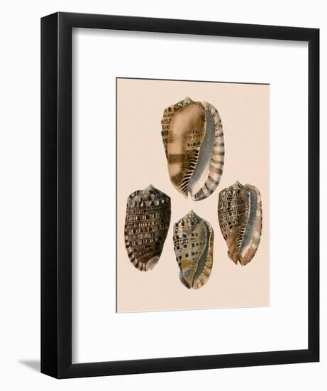 Cowry Helmets-G.b. Sowerby-Framed Giclee Print