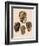 Cowry Helmets-G.b. Sowerby-Framed Giclee Print