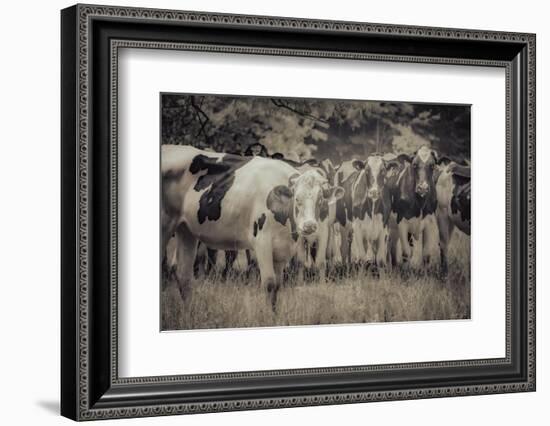 Cows Always Curious-null-Framed Photographic Print