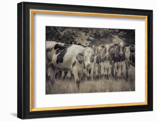 Cows Always Curious-null-Framed Photographic Print