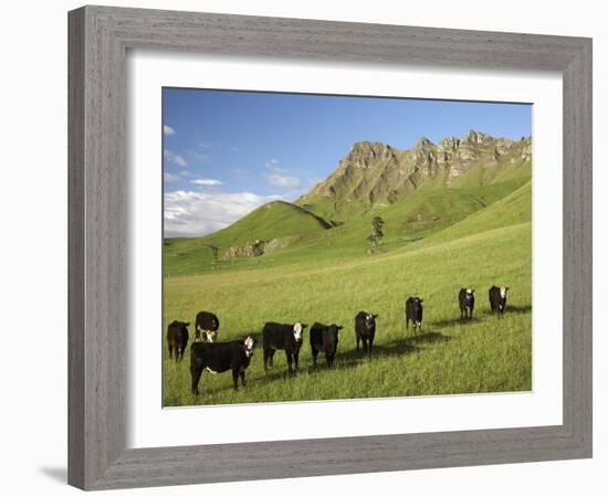 Cows and Farmland Below Te Mata Peak, Hawkes Bay, North Island, New Zealand-David Wall-Framed Photographic Print