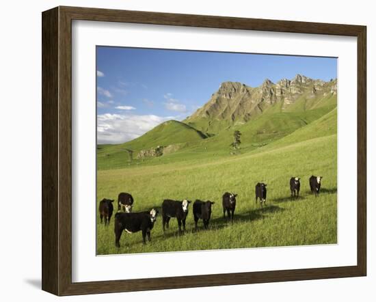 Cows and Farmland Below Te Mata Peak, Hawkes Bay, North Island, New Zealand-David Wall-Framed Photographic Print