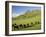 Cows and Farmland Below Te Mata Peak, Hawkes Bay, North Island, New Zealand-David Wall-Framed Photographic Print