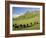 Cows and Farmland Below Te Mata Peak, Hawkes Bay, North Island, New Zealand-David Wall-Framed Photographic Print