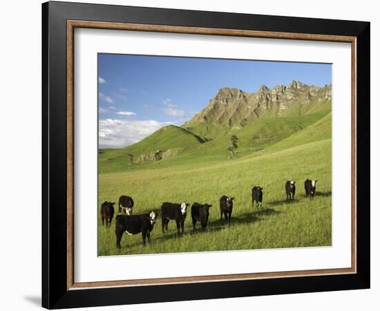 Cows and Farmland Below Te Mata Peak, Hawkes Bay, North Island, New Zealand-David Wall-Framed Photographic Print