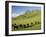 Cows and Farmland Below Te Mata Peak, Hawkes Bay, North Island, New Zealand-David Wall-Framed Photographic Print