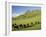 Cows and Farmland Below Te Mata Peak, Hawkes Bay, North Island, New Zealand-David Wall-Framed Photographic Print