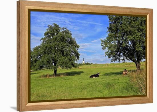 Cows and fruit trees near Merzkirchen, Saargau, Rhineland-Palatinate, Germany, Europe-Hans-Peter Merten-Framed Premier Image Canvas