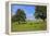 Cows and fruit trees near Merzkirchen, Saargau, Rhineland-Palatinate, Germany, Europe-Hans-Peter Merten-Framed Premier Image Canvas