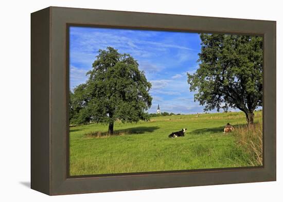 Cows and fruit trees near Merzkirchen, Saargau, Rhineland-Palatinate, Germany, Europe-Hans-Peter Merten-Framed Premier Image Canvas