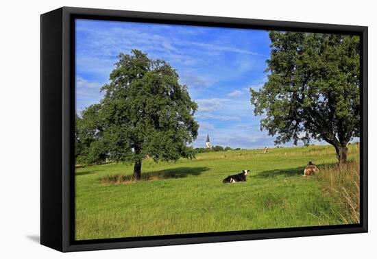 Cows and fruit trees near Merzkirchen, Saargau, Rhineland-Palatinate, Germany, Europe-Hans-Peter Merten-Framed Premier Image Canvas