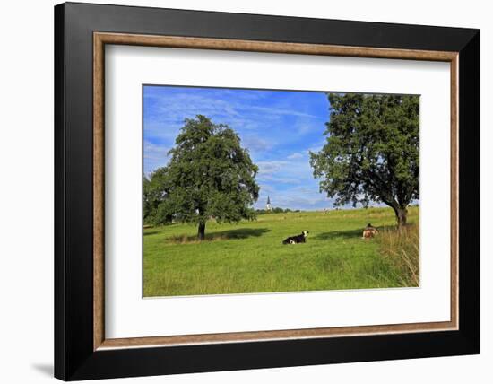 Cows and fruit trees near Merzkirchen, Saargau, Rhineland-Palatinate, Germany, Europe-Hans-Peter Merten-Framed Photographic Print