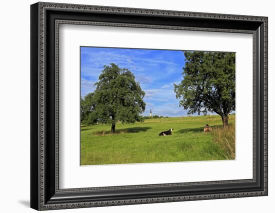 Cows and fruit trees near Merzkirchen, Saargau, Rhineland-Palatinate, Germany, Europe-Hans-Peter Merten-Framed Photographic Print