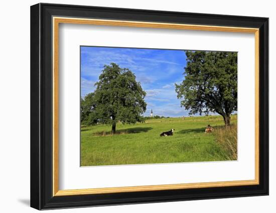 Cows and fruit trees near Merzkirchen, Saargau, Rhineland-Palatinate, Germany, Europe-Hans-Peter Merten-Framed Photographic Print