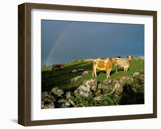 Cows and Rock Wall, Ireland-Marilyn Parver-Framed Photographic Print