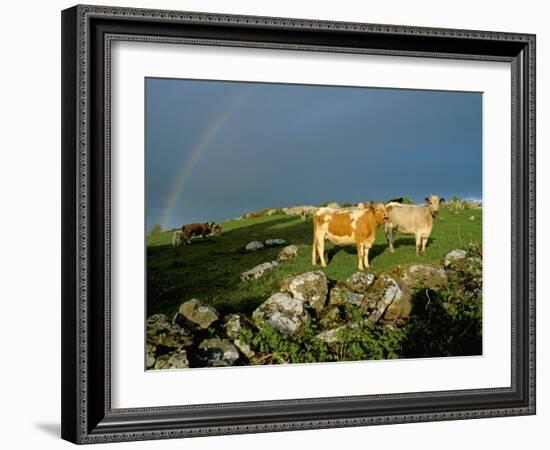 Cows and Rock Wall, Ireland-Marilyn Parver-Framed Photographic Print