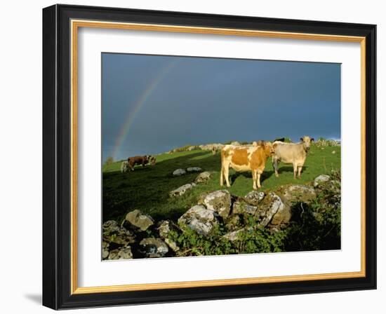 Cows and Rock Wall, Ireland-Marilyn Parver-Framed Photographic Print