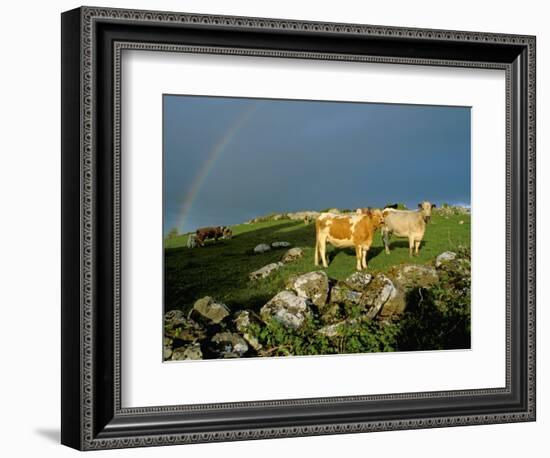 Cows and Rock Wall, Ireland-Marilyn Parver-Framed Photographic Print