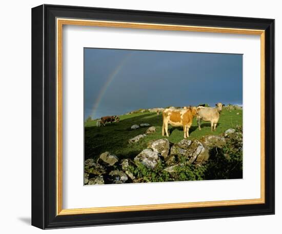 Cows and Rock Wall, Ireland-Marilyn Parver-Framed Photographic Print