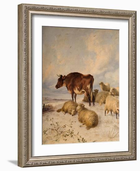 Cows and Sheep in Snowscape, 1864-Thomas Sidney Cooper-Framed Giclee Print