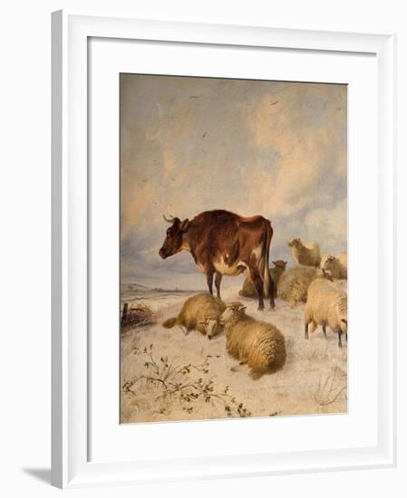 Cows and Sheep in Snowscape, 1864-Thomas Sidney Cooper-Framed Giclee Print