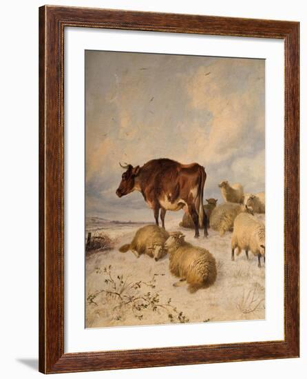 Cows and Sheep in Snowscape, 1864-Thomas Sidney Cooper-Framed Giclee Print