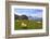 Cows at Faulhorn, Grindelwald, Bernese Oberland, Switzerland, Europe-Hans-Peter Merten-Framed Photographic Print