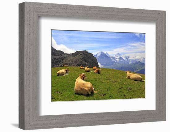 Cows at Faulhorn, Grindelwald, Bernese Oberland, Switzerland, Europe-Hans-Peter Merten-Framed Photographic Print