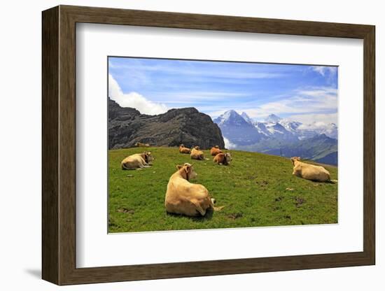 Cows at Faulhorn, Grindelwald, Bernese Oberland, Switzerland, Europe-Hans-Peter Merten-Framed Photographic Print