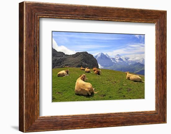 Cows at Faulhorn, Grindelwald, Bernese Oberland, Switzerland, Europe-Hans-Peter Merten-Framed Photographic Print