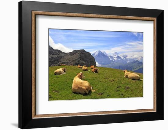 Cows at Faulhorn, Grindelwald, Bernese Oberland, Switzerland, Europe-Hans-Peter Merten-Framed Photographic Print