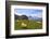 Cows at Faulhorn, Grindelwald, Bernese Oberland, Switzerland, Europe-Hans-Peter Merten-Framed Photographic Print