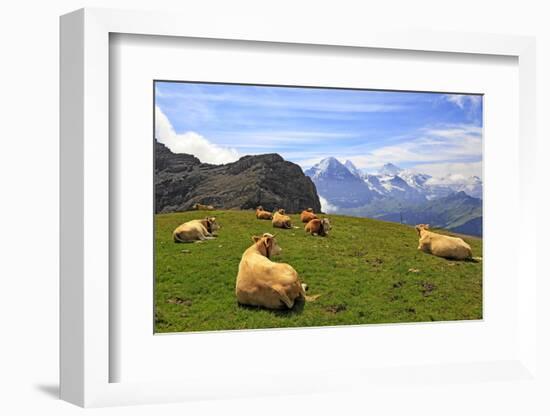 Cows at Faulhorn, Grindelwald, Bernese Oberland, Switzerland, Europe-Hans-Peter Merten-Framed Photographic Print