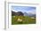 Cows at Faulhorn, Grindelwald, Bernese Oberland, Switzerland, Europe-Hans-Peter Merten-Framed Photographic Print