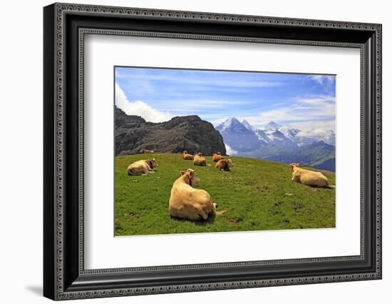 Cows at Faulhorn, Grindelwald, Bernese Oberland, Switzerland, Europe-Hans-Peter Merten-Framed Photographic Print