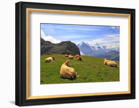 Cows at Faulhorn, Grindelwald, Bernese Oberland, Switzerland, Europe-Hans-Peter Merten-Framed Photographic Print