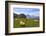 Cows at Faulhorn, Grindelwald, Bernese Oberland, Switzerland, Europe-Hans-Peter Merten-Framed Photographic Print