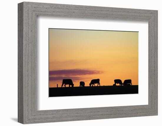 Cows at Sunset, Near Waimate, South Canterbury, South Island, New Zealand-David Wall-Framed Photographic Print