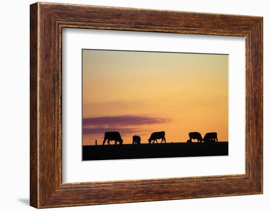 Cows at Sunset, Near Waimate, South Canterbury, South Island, New Zealand-David Wall-Framed Photographic Print